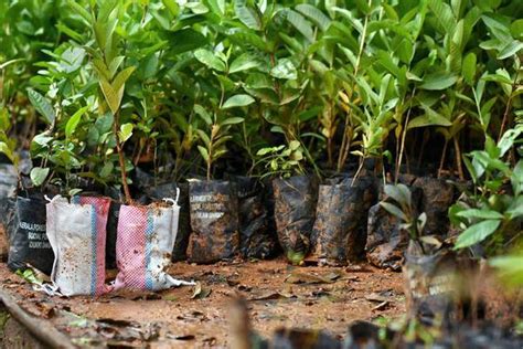 😎 Effects of cutting down trees. How does cutting down trees affect us and our environment ...