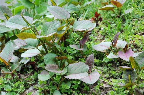 How To Identify Japanese Knotweed: Identification Guide