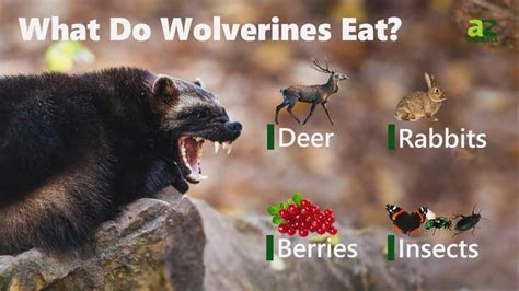 What Do Wolverines Eat? Their Diet Explained - IMP WORLD