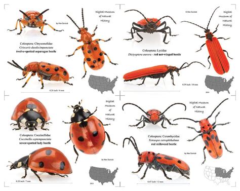 Red Beetles by Alex Surcica | Red beetle, Beetle, Insects