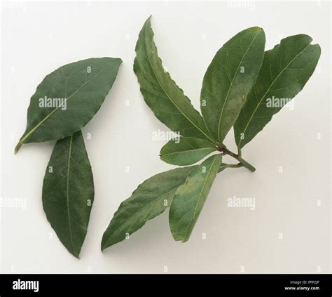 Laurus nobilis, Bay leaves Stock Photo - Alamy