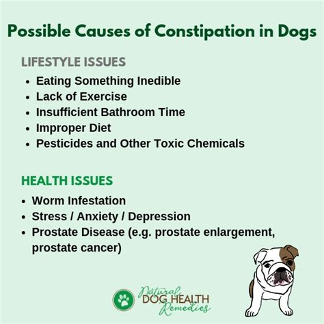 What Causes Dog Constipation?