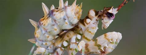 Spiny Flower Mantis facts | Insects in Education