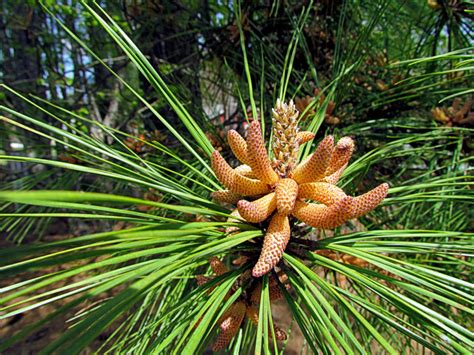 Male Cones - Conifers Have Both Male and Female Cones - Jake's Nature Blog