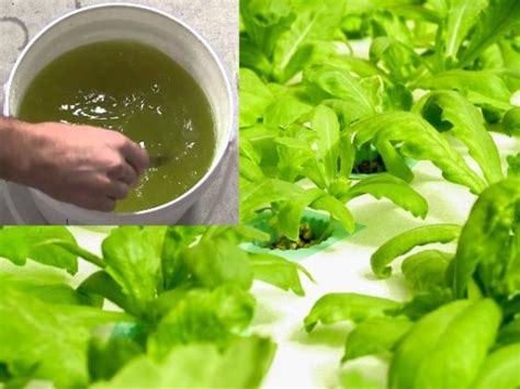 Homemade Hydroponic Nutrient Solution Guide | Gardening Tips