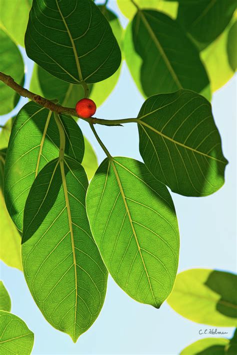 Leaves Of The Banyan by Christopher Holmes