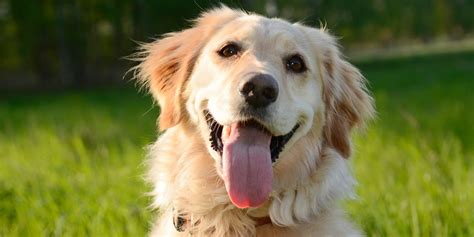 12 Friendliest Dog Breeds - Friendly Dogs For Families