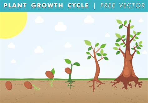 Plant Growth Cycle Free Vector - Download Free Vector Art, Stock Graphics & Images