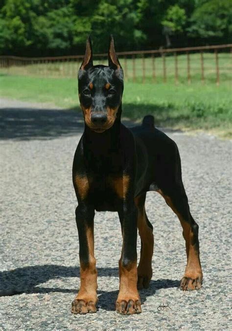 Pin by Carlos Herdez on El perro perfecto (para mi) | Doberman puppy ...