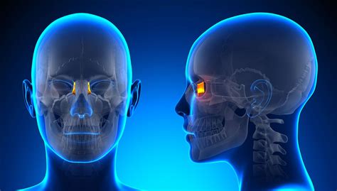 Anatomía del Hueso Lagrimal - Medicina Básica