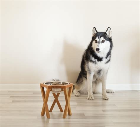 Raise your dog's experience with new wooden elevated dog bowls – The ...