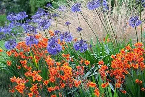 Crocosmia Lucifer: The Ultimate Guide To Companion Planting - shelpour