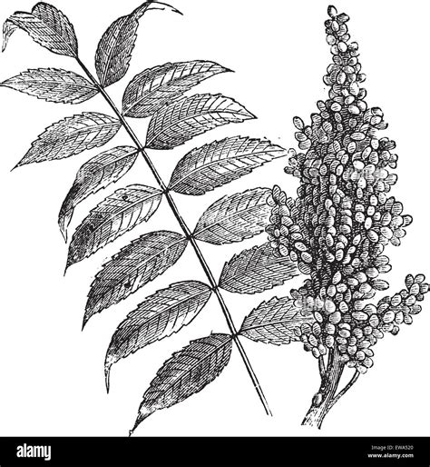 Smooth sumac (Rhus glabra), vintage engraved illustration. Fresh Sumac ...