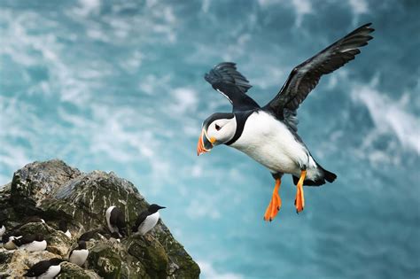 Jersey's Much-Loved Atlantic Puffin. Jersey Nature & Wildlife Articles - Jersey Insight