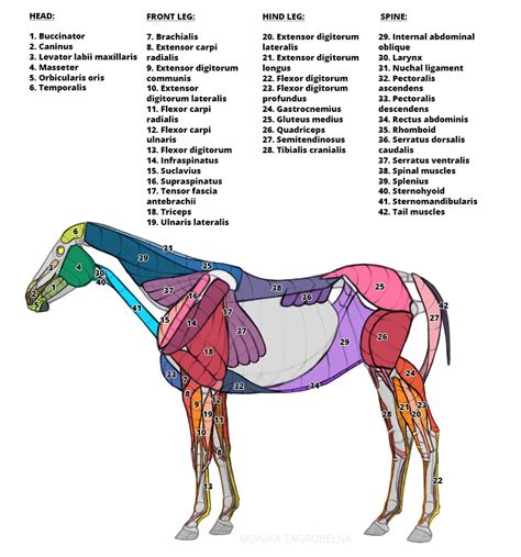 15+ Horse Anatomy Diagram - AbdahMillar