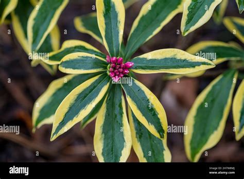 Winter daphne or Daphne odora 'Marianni' plant with its pink flowers ...