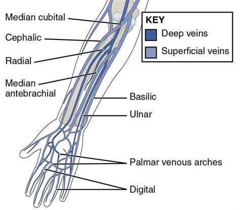 Median Cubital Vein: Anatomy, Tributaries, Drainage, Clinical Points | Learn from doctor