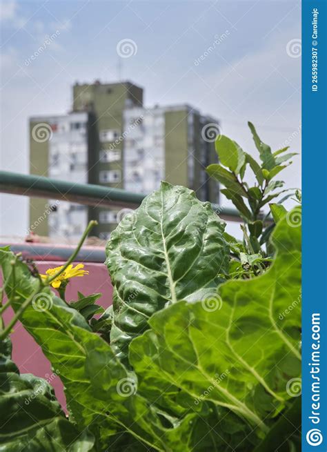 Urban Community Garden Located on the Rooftop of a Building Stock Image ...