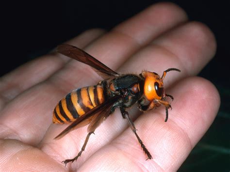 Giant Hornets Kill Dozens In China; Warm Temps Might Be Cause | ideastream