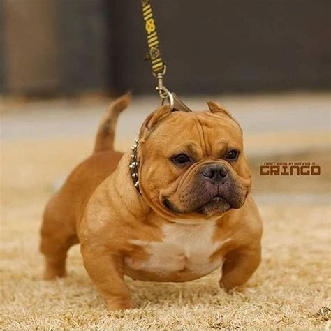 American Bully Micro Bully Exotic Pocket Extreme - MICRO BULLY