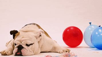 Bulldog GIFs - Get the best GIF on GIPHY