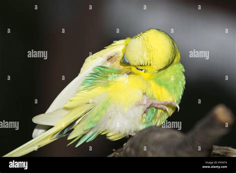 Budgie flying hi-res stock photography and images - Alamy