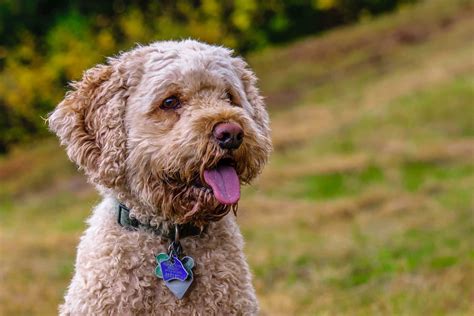 8 Best Cockapoo Haircuts For Your Doggo (Pictures Included)