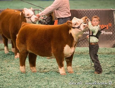 Answering The Question: Is It A Miniature Hereford Or A Dwarf ...