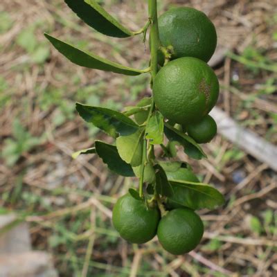 Dwarf Key Lime Tree (Thornless cultivar) - Bob Wells Nursery - U.S ...