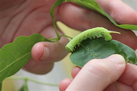 Waved Sphinx Caterpillar On Leaf 6 Free Stock Photo - Public Domain ...