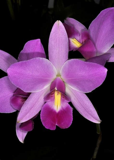 Intense color makes Laelia orchids stand out