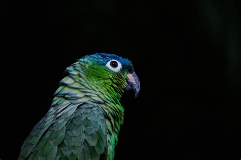 Will A Pionus Parrot Make A Great Pet Bird? | Did You Know Pets