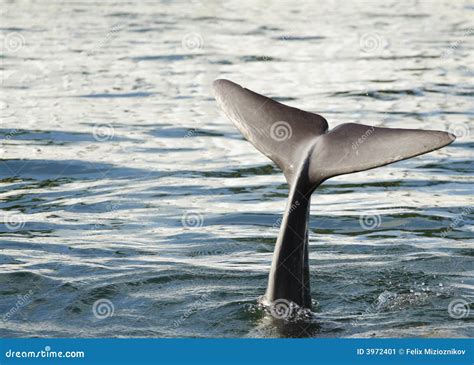 Dolphin Flipper stock image. Image of picture, rear, real - 3972401