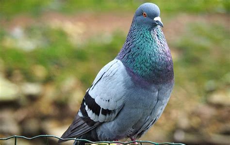 कबूतर पर निबंध ( Essay on Pigeon in Hindi )