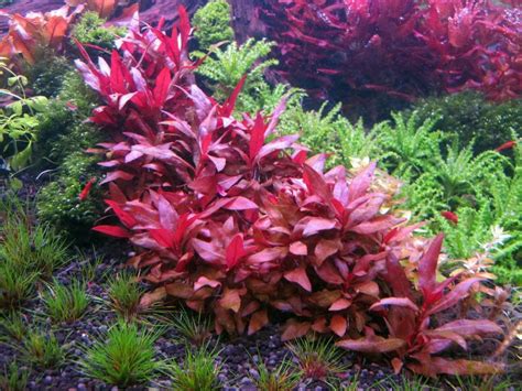 Secrets to alternanthera reineckii??? | Planted aquarium, Aquatic plants, Live aquarium plants