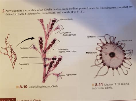 Obelia Diagram Labeled