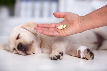 Amoxicillin Side Effects in Dogs | Cuteness