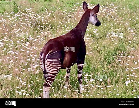 An Okapi, endangered wildlife found in the rainforest, Congo Basin, Democratic Republic of Congo ...