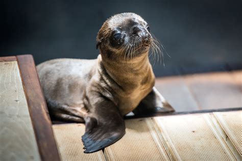 Baby Boom at the Zoo! - The Houston Zoo