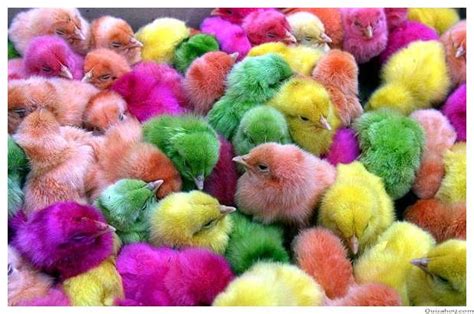 STOP AL MALTRATO ANIMAL: La espantosa crueldad de los pollitos de colores.