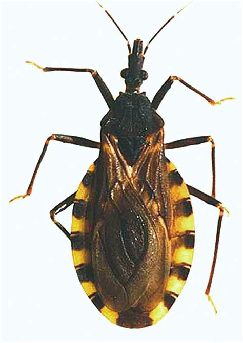 Color pattern of triatomine bugs: Triatoma infestans (KLUG 1834). | Download Scientific Diagram