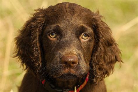 Boykin Spaniel Puppies For Sale