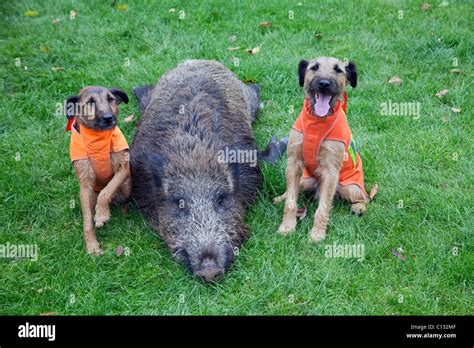 Westfalen Terrier, hunting dogs, two with shot wild boar, Lower Saxony, Germany Stock Photo - Alamy