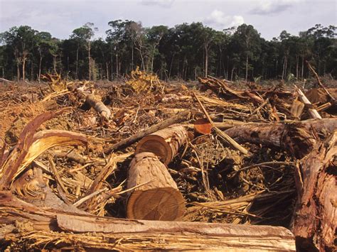 Deforestation Water Pollution