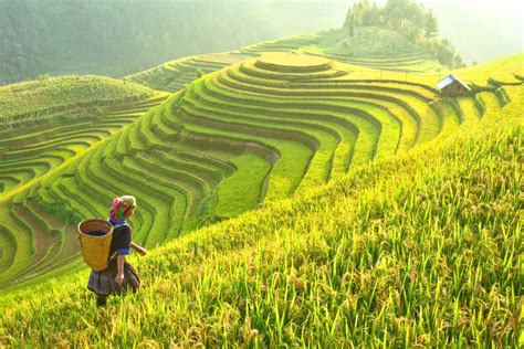 Rice fields on terraced of Mu Cang Chai, YenBai, Rice fields prepare ...