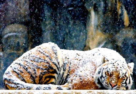 HEAVY SNOW FALL - Cats & Animals Background Wallpapers on Desktop Nexus (Image 1443351)