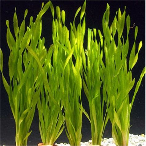 Vallisneria Asiatica Aquarium Plant - Arizona Aquatic Gardens