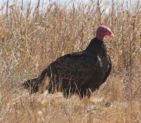 Please Excuse Me While I Clean My Lens: A Chicken Vulture!