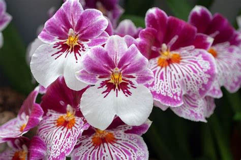 How to Grow and Care for Miltonia Orchids