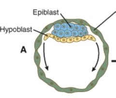 Embryo: Second Week of Development flashcards | Quizlet